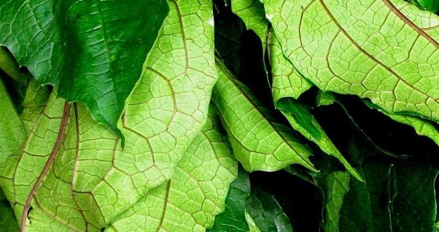 Crunch into Good Health: Why You Should Eat More of this Leafy Green